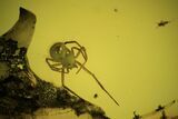 Fossil Spider (Araneae) In Baltic Amber #120593-1
